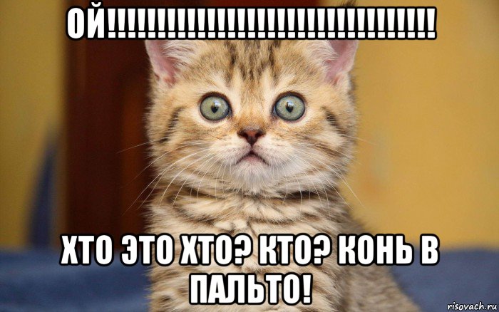 ой!!!!!!!!!!!!!!!!!!!!!!!!!!!!!!!!! хто это хто? кто? конь в пальто!, Мем  удивление