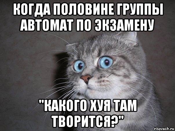 когда половине группы автомат по экзамену "какого хуя там творится?", Мем  удивлённый кот