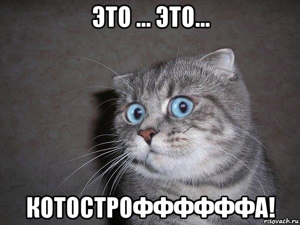 это ... это... котостроффффффа!, Мем  удивлённый кот