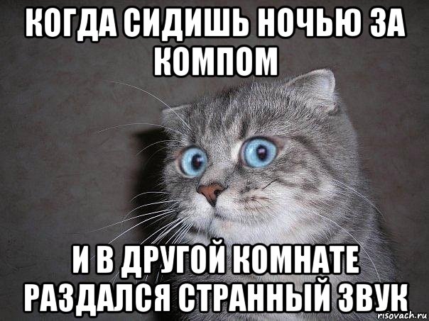 когда сидишь ночью за компом и в другой комнате раздался странный звук, Мем  удивлённый кот