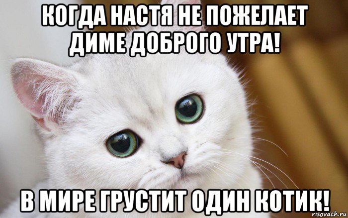 когда настя не пожелает диме доброго утра! в мире грустит один котик!, Мем  В мире грустит один котик