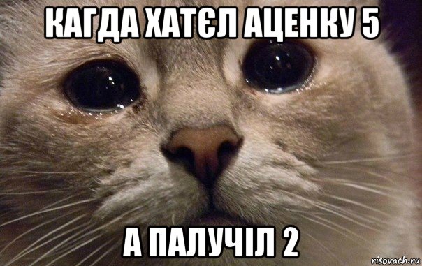 кагда хатєл аценку 5 а палучіл 2, Мем   В мире грустит один котик