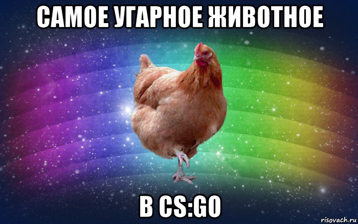 самое угарное животное в cs:go