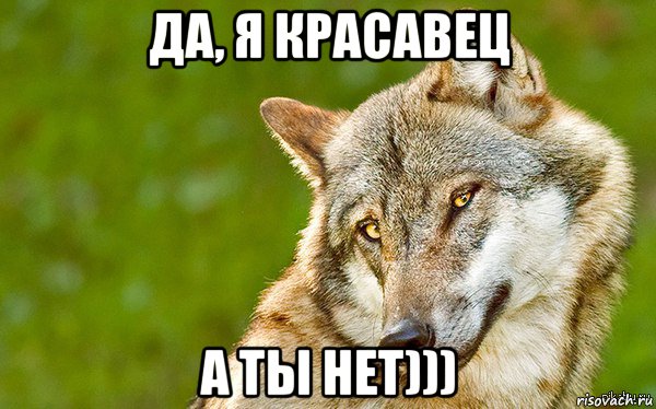 да, я красавец а ты нет))), Мем   Volf