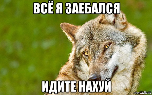 всё я заебался идите нахуй, Мем   Volf