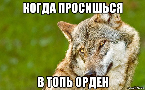 когда просишься в топь орден, Мем   Volf