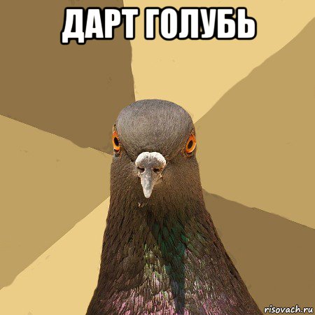 дарт голубь 