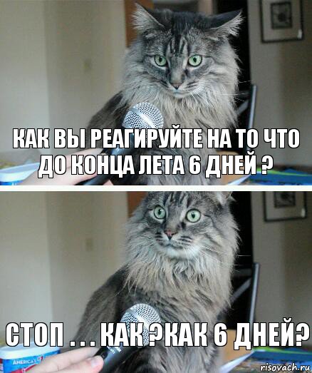 как вы реагируйте на то что до конца лета 6 дней ? стоп . . . КАК ?как 6 дней?, Комикс  кот с микрофоном