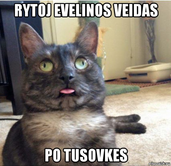 rytoj evelinos veidas po tusovkes, Мем   Кот завис