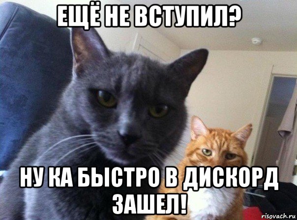 ещё не вступил? ну ка быстро в дискорд зашел!, Мем  Два котэ