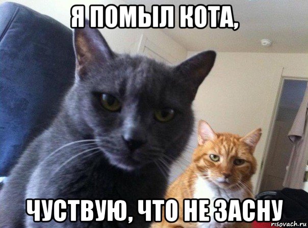 я помыл кота, чуствую, что не засну, Мем  Два котэ