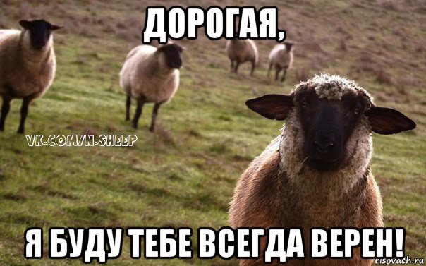 дорогая, я буду тебе всегда верен!, Мем  Наивная Овца