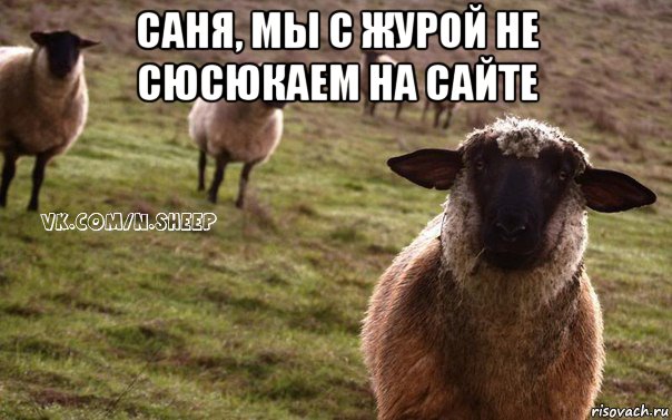 саня, мы с журой не сюсюкаем на сайте , Мем  Наивная Овца
