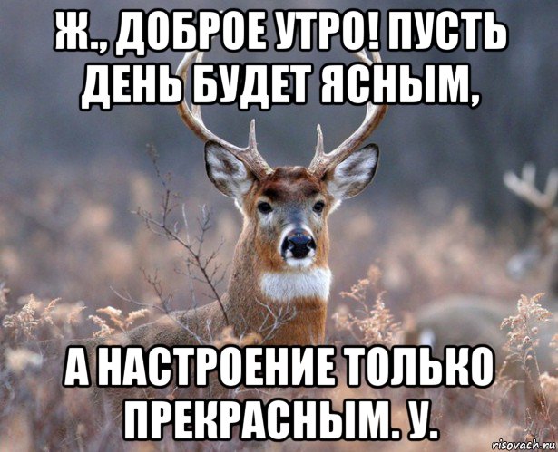 ж., доброе утро! пусть день будет ясным, а настроение только прекрасным. у., Мем   Наивный олень