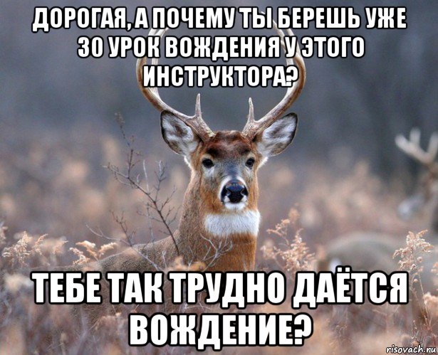 дорогая, а почему ты берешь уже 30 урок вождения у этого инструктора? тебе так трудно даётся вождение?, Мем   Наивный олень