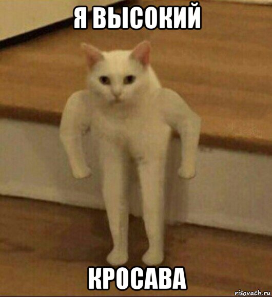 я высокий кросава, Мем  Полукот