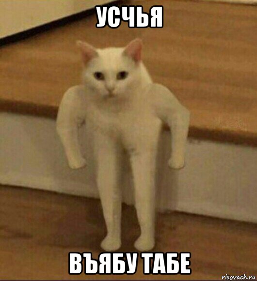 усчья въябу табе, Мем  Полукот