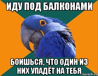 иду под балконами боишься, что один из них упадёт на тебя, Мем Попугай параноик