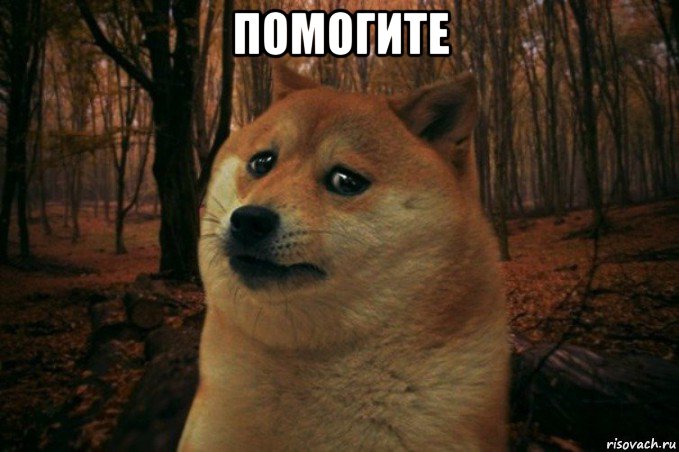 помогите , Мем SAD DOGE