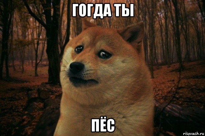 гогда ты пёс, Мем SAD DOGE