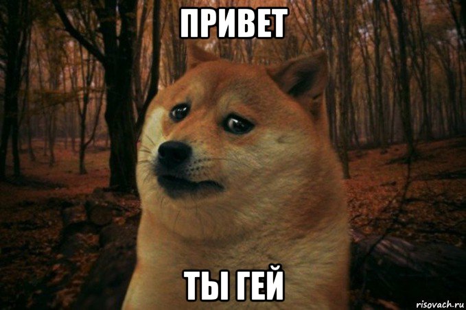 привет ты гей, Мем SAD DOGE