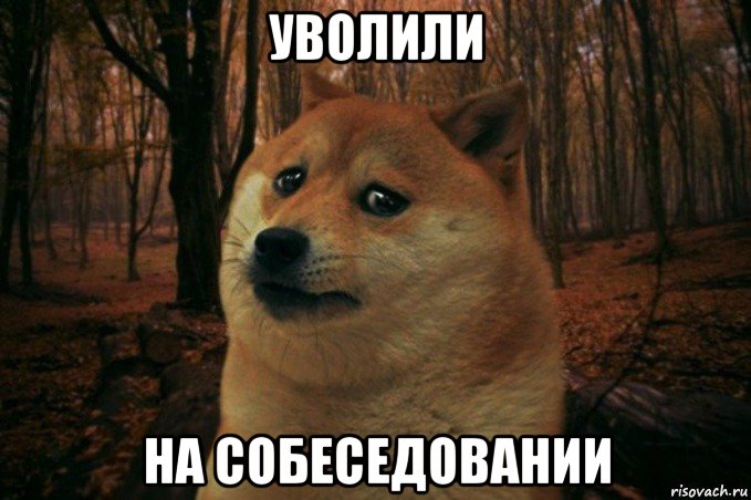 уволили на собеседовании, Мем SAD DOGE