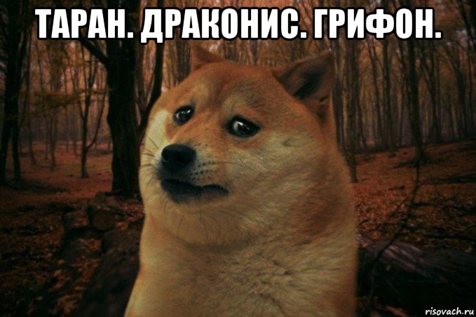 таран. драконис. грифон. , Мем SAD DOGE