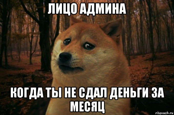 лицо админа когда ты не сдал деньги за месяц, Мем SAD DOGE