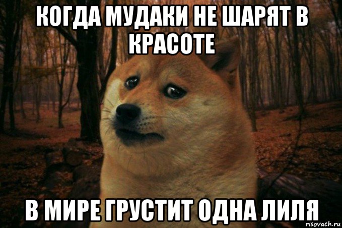 когда мудаки не шарят в красоте в мире грустит одна лиля, Мем SAD DOGE