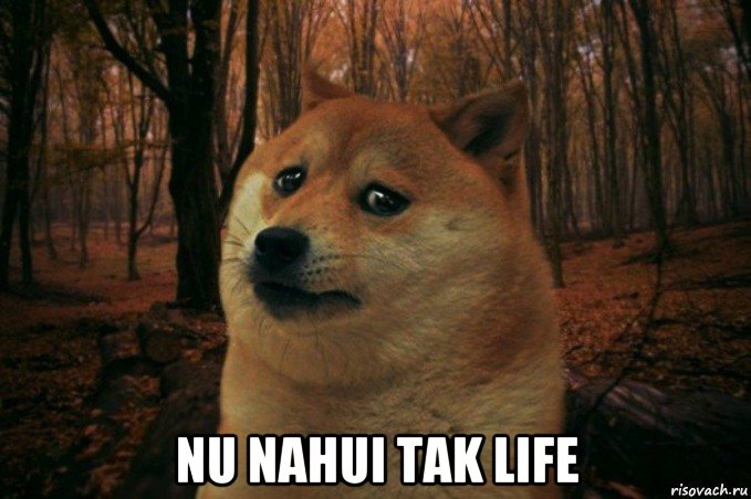  nu nahui tak life, Мем SAD DOGE