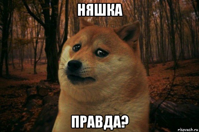 няшка правда?, Мем SAD DOGE