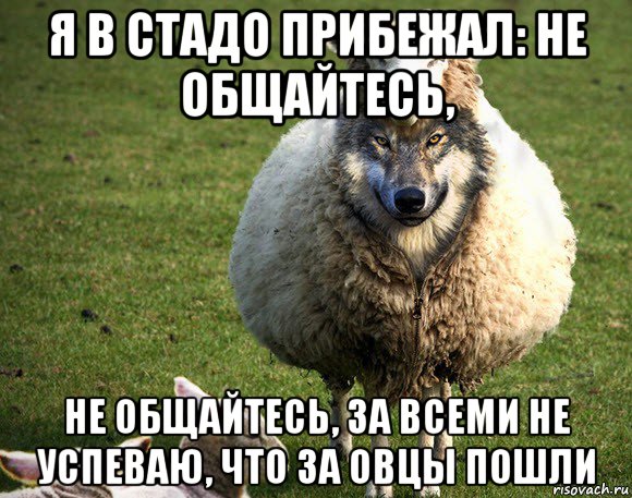 я в стадо прибежал: не общайтесь, не общайтесь, за всеми не успеваю, что за овцы пошли, Мем Злая Овца