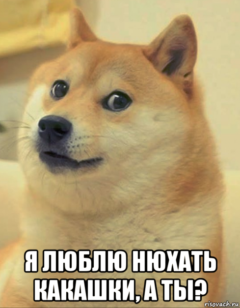  я люблю нюхать какашки, а ты?, Мем doge woof