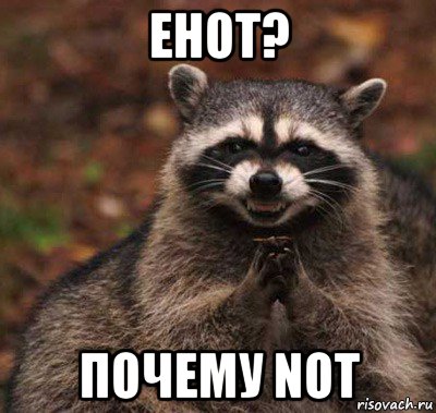 енот? почему not