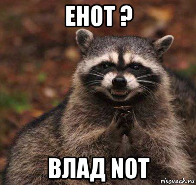 енот ? влад not