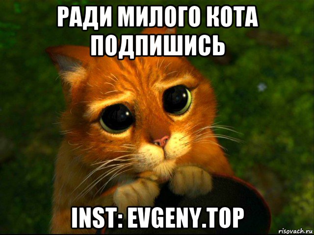 ради милого кота подпишись inst: evgeny.top, Мем кот из шрека