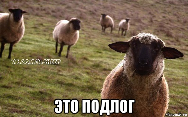  это подлог, Мем  Наивная Овца