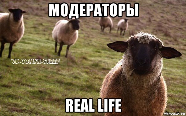 модераторы real life, Мем  Наивная Овца