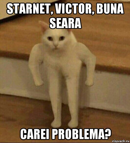 starnet, victor, buna seara carei problema?, Мем  Полукот