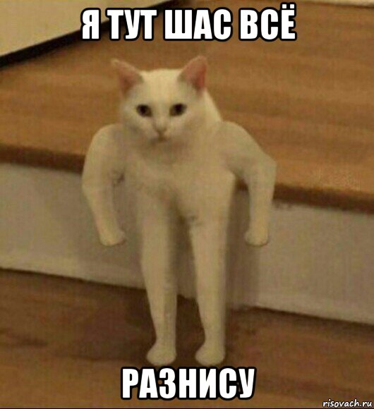 я тут шас всё разнису, Мем  Полукот