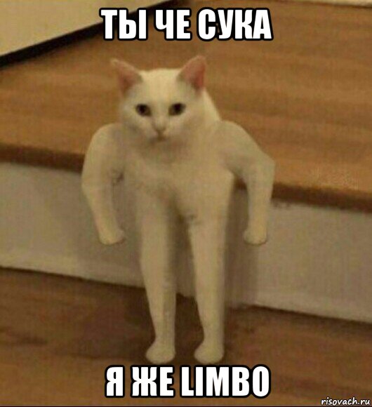 ты че сука я же limbo, Мем  Полукот