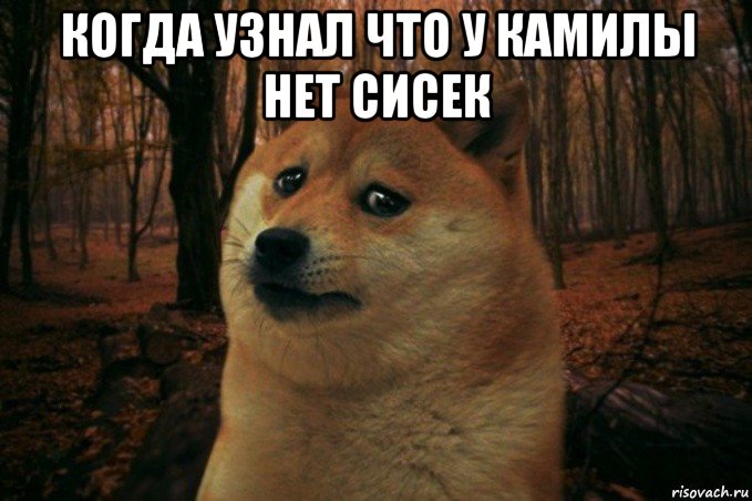 когда узнал что у камилы нет сисек , Мем SAD DOGE