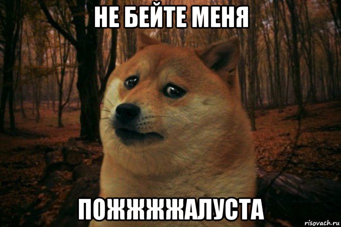 не бейте меня пожжжжалуста, Мем SAD DOGE