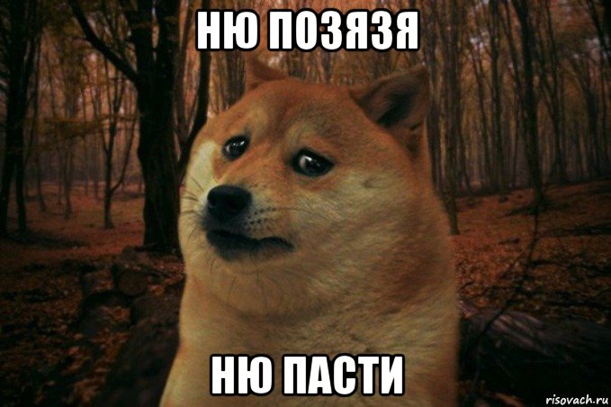 ню позязя ню пасти, Мем SAD DOGE