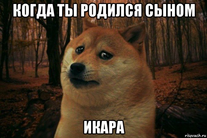 когда ты родился сыном икара, Мем SAD DOGE