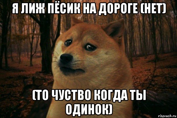 я лиж пёсик на дороге (нет) (то чуство когда ты одинок), Мем SAD DOGE