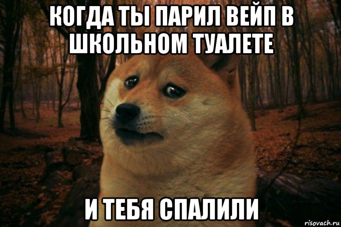 когда ты парил вейп в школьном туалете и тебя спалили, Мем SAD DOGE