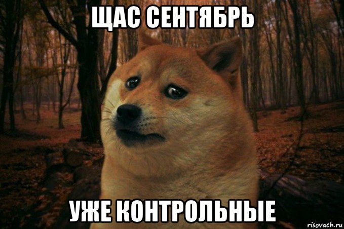 щас сентябрь уже контрольные, Мем SAD DOGE