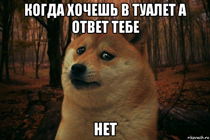 когда хочешь в туалет а ответ тебе нет, Мем SAD DOGE