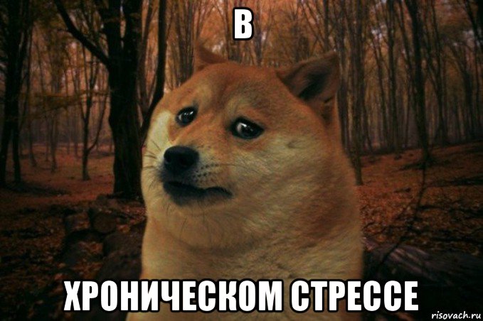 в хроническом стрессе, Мем SAD DOGE